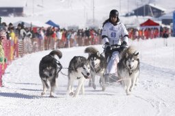 Lenk 2013